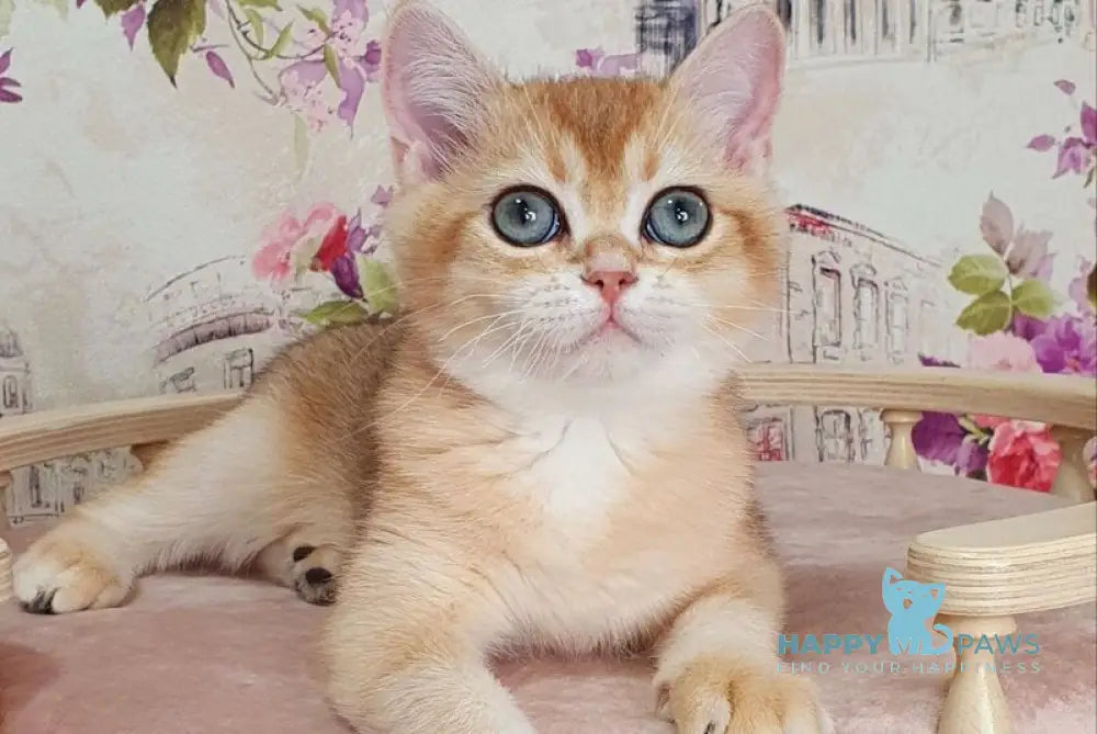 Ralf British Shorthair male black golden shaded live animals