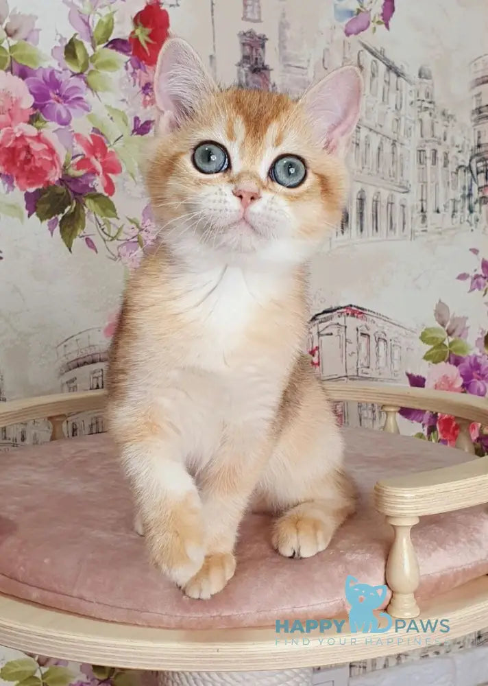 Ral’f British Shorthair male black golden shaded live animals