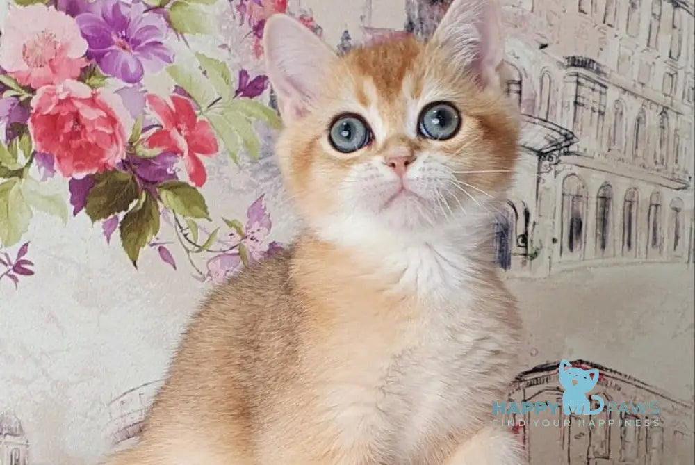 Ral’f British Shorthair male black golden shaded live animals