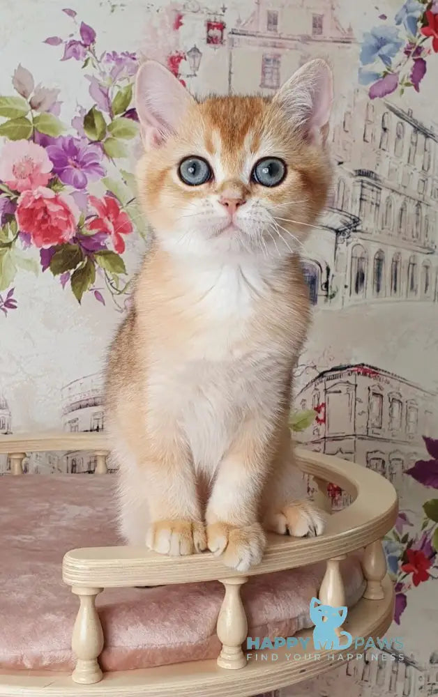 Ral’f British Shorthair male black golden shaded live animals