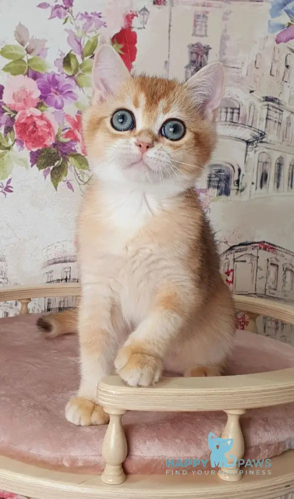 Ral’f British Shorthair male black golden shaded live animals