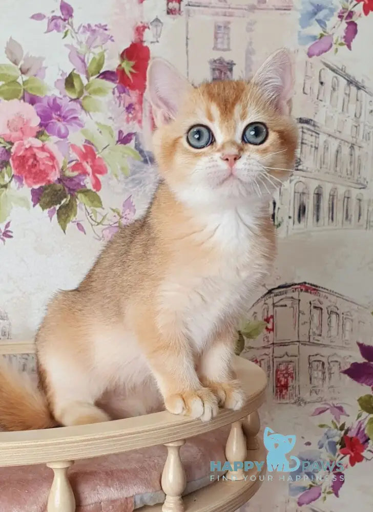 Ral’f British Shorthair male black golden shaded live animals