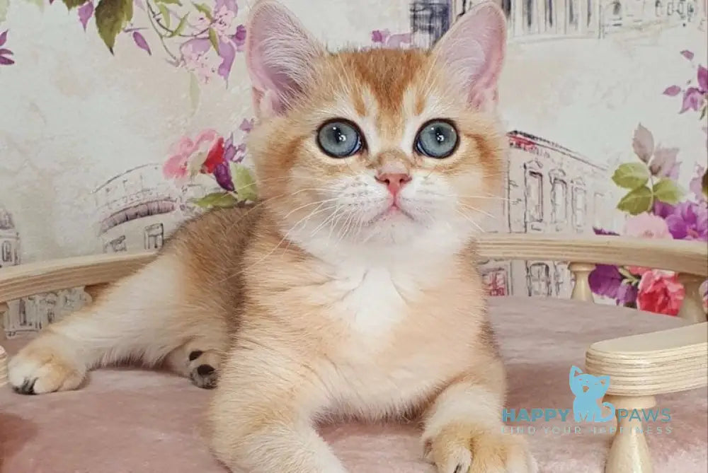 Ral’f British Shorthair male black golden shaded live animals