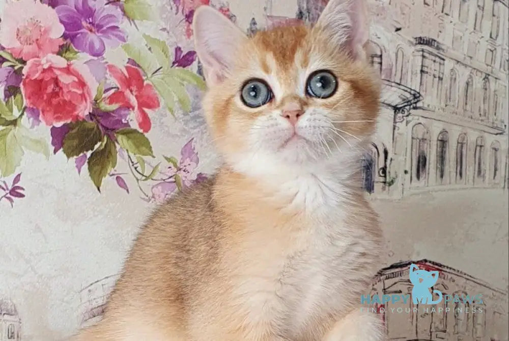 Ralf British Shorthair male black golden shaded live animals