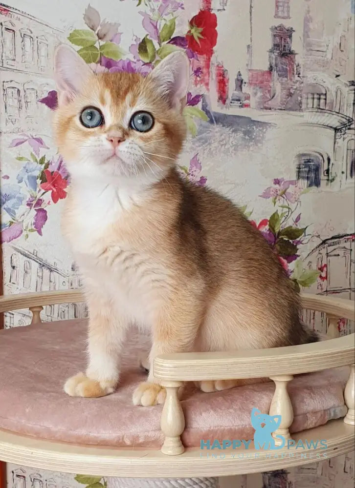 Ral’f British Shorthair male black golden shaded live animals