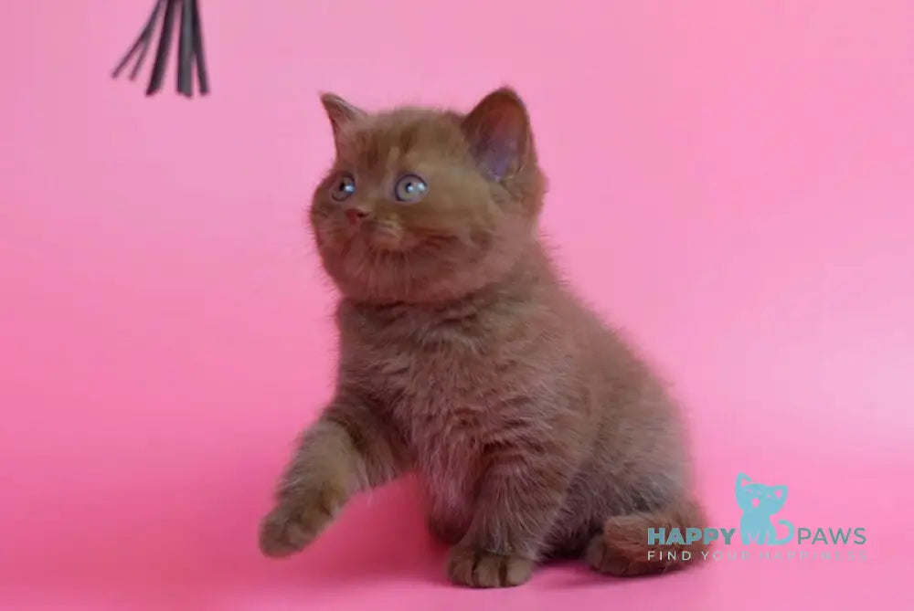 Ralf British Shorthair male cinnamon live animals