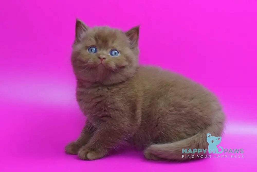 Ralf British Shorthair male cinnamon live animals