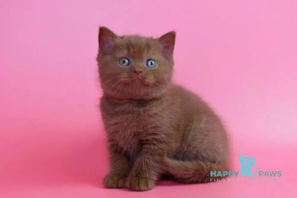 Ralf British Shorthair male cinnamon live animals