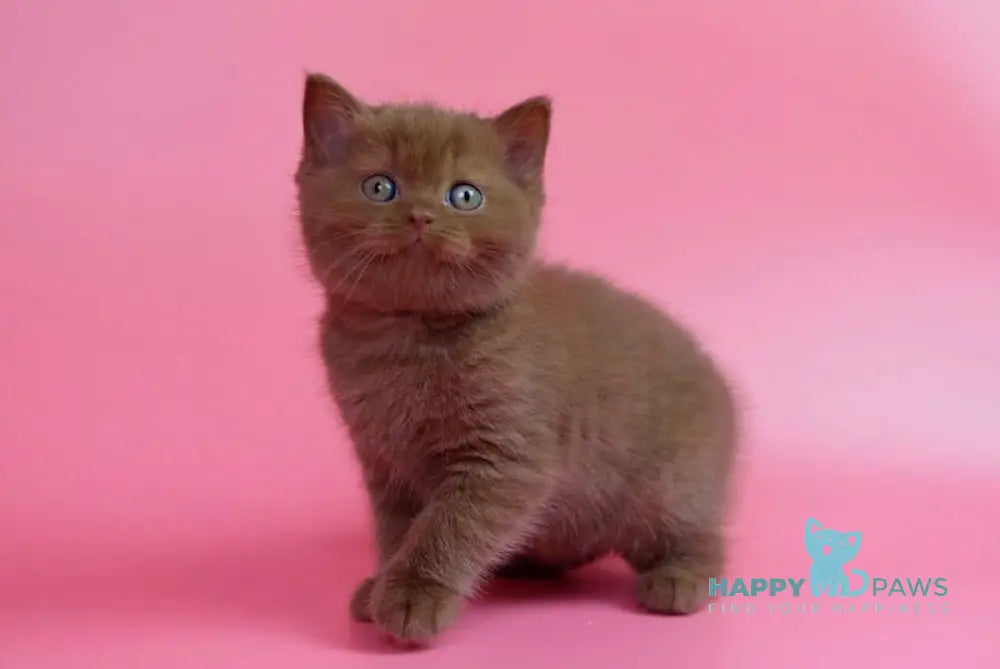 Ralf British Shorthair male cinnamon live animals