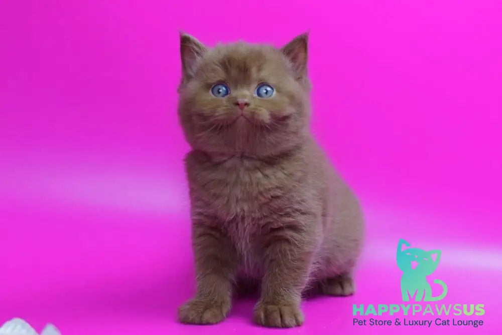 Ralf British Shorthair male cinnamon live animals