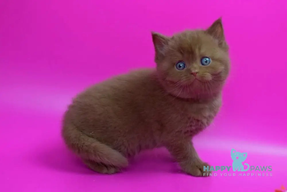 Ralf British Shorthair male cinnamon live animals