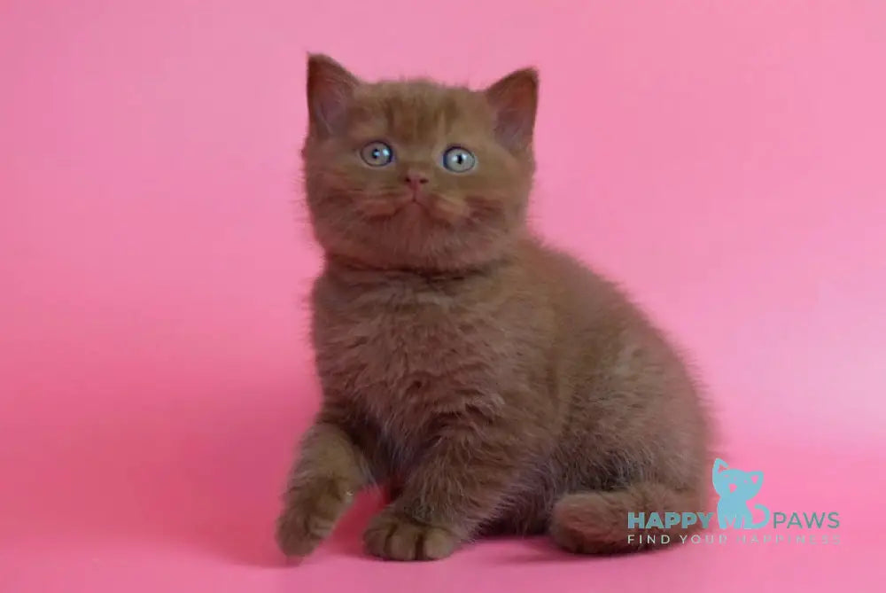 Ralf British Shorthair male cinnamon live animals