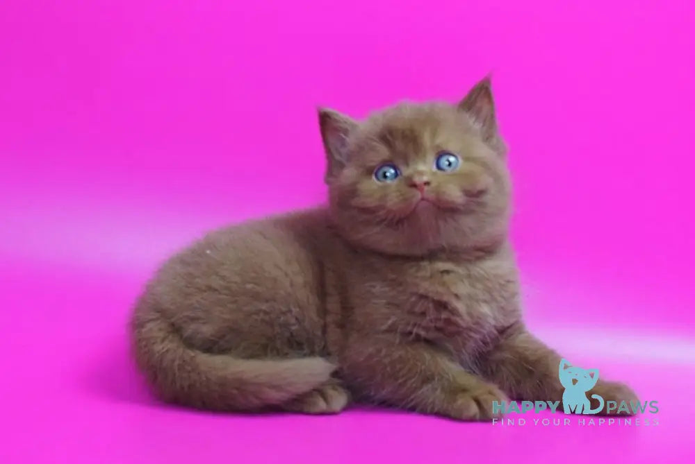 Ralf British Shorthair male cinnamon live animals