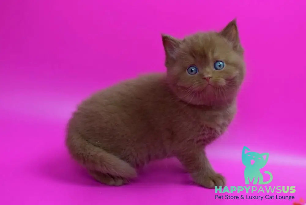 Ralf British Shorthair male cinnamon live animals