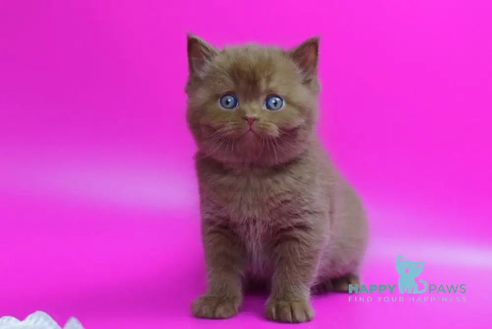 Ralf British Shorthair male cinnamon live animals