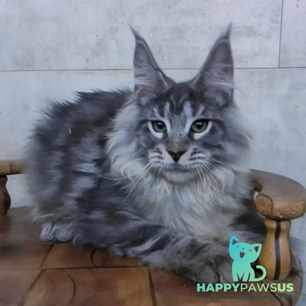 Ralf Maine Coon male black blue tabby - live animals