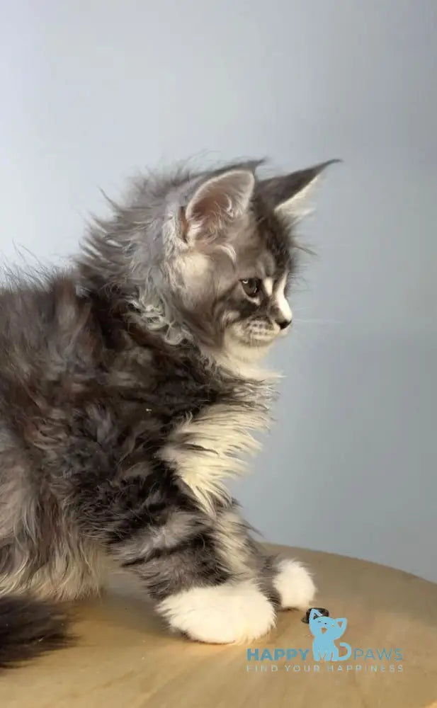 Ralf Maine Coon male black silver tabby bicolour live animals