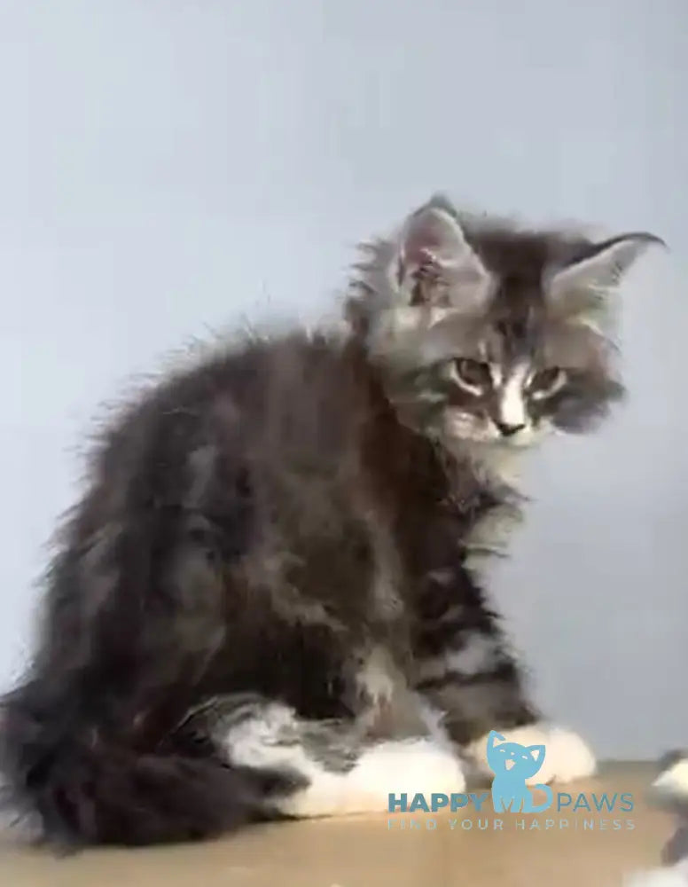 Ralf Maine Coon male black silver tabby bicolour live animals