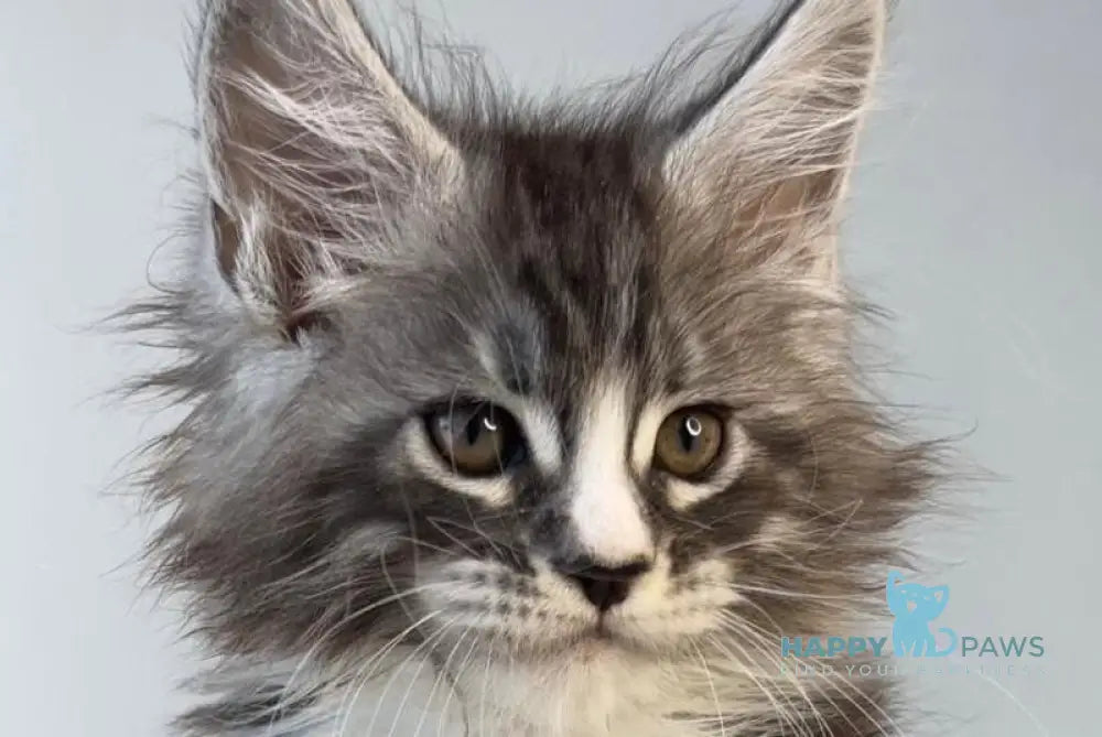Ralf Maine Coon male black silver tabby bicolour live animals