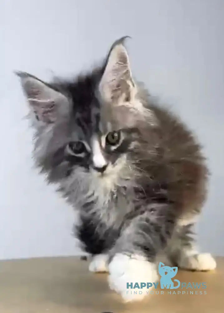 Ralf Maine Coon male black silver tabby bicolour live animals