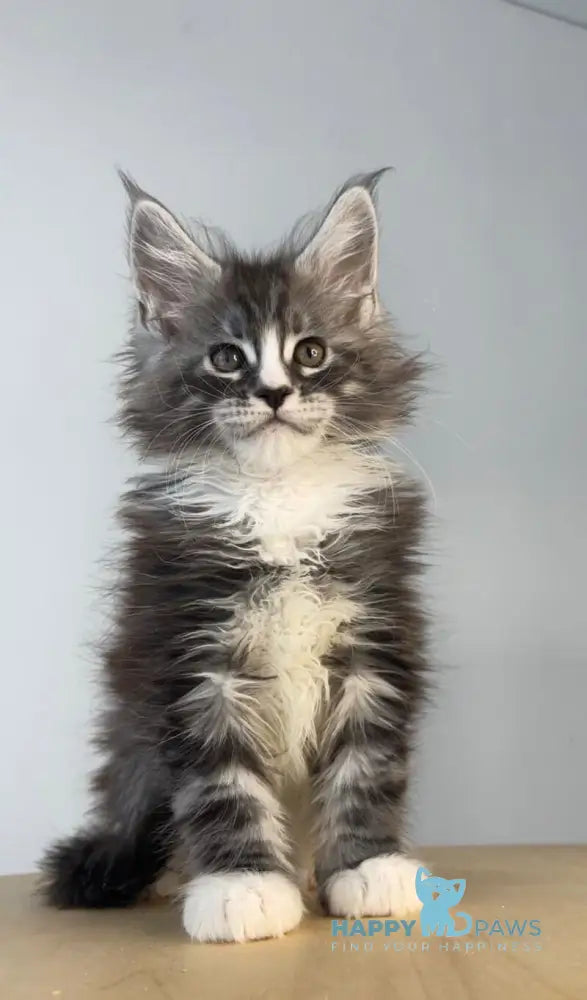 Ralf Maine Coon male black silver tabby bicolour live animals