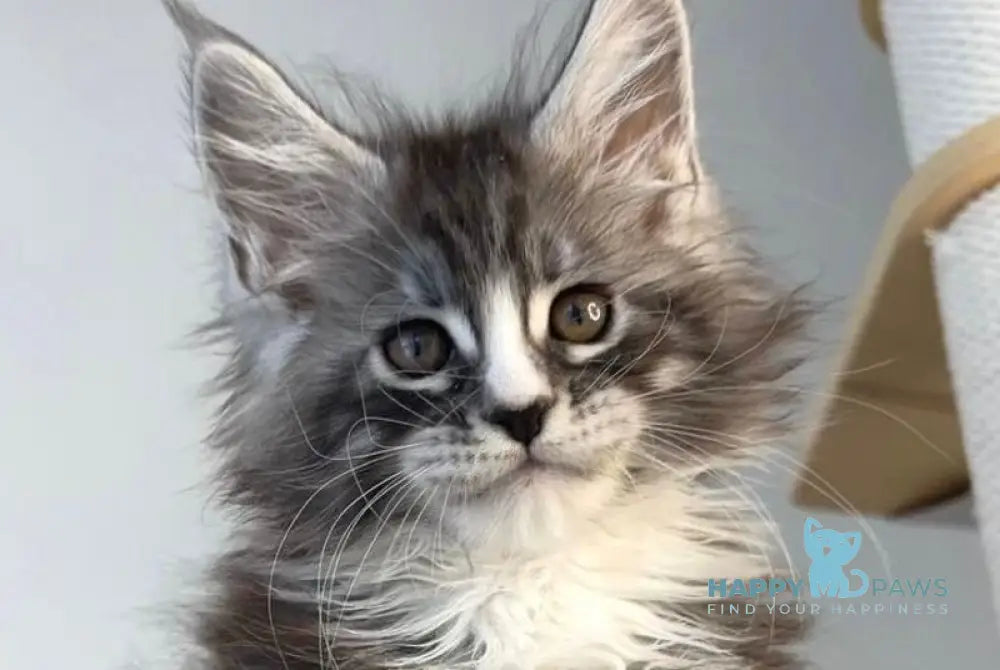 Ralf Maine Coon male black silver tabby bicolour live animals