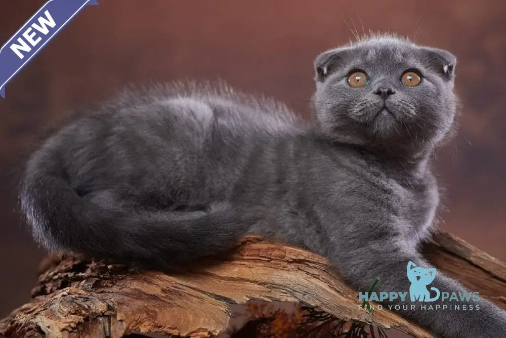 Ralf Scottish Fold male blue live animals