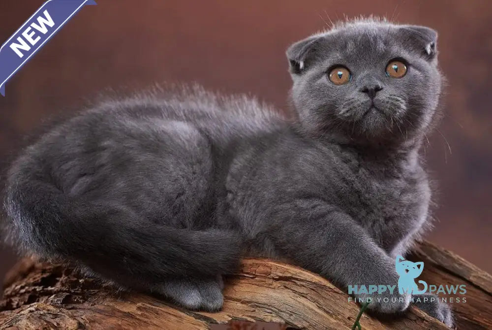 Ralf Scottish Fold male blue live animals