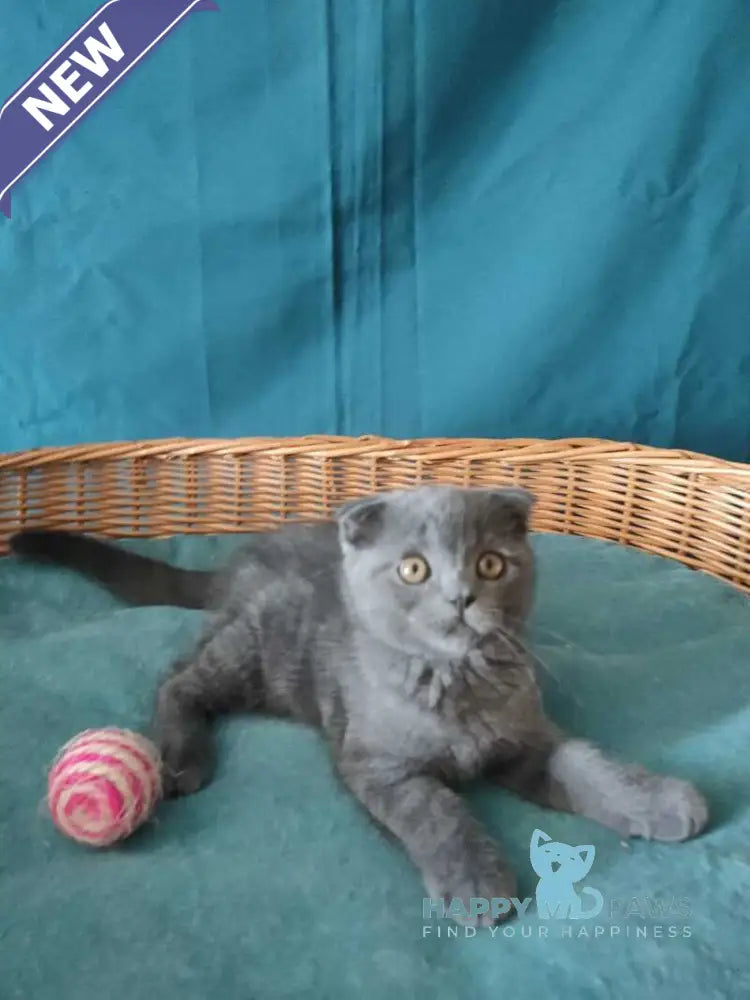 Ralf Scottish Fold male blue live animals