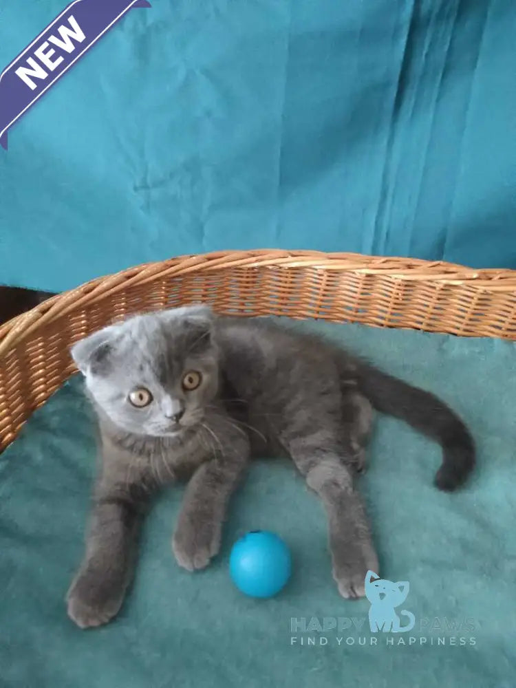 Ralf Scottish Fold male blue live animals