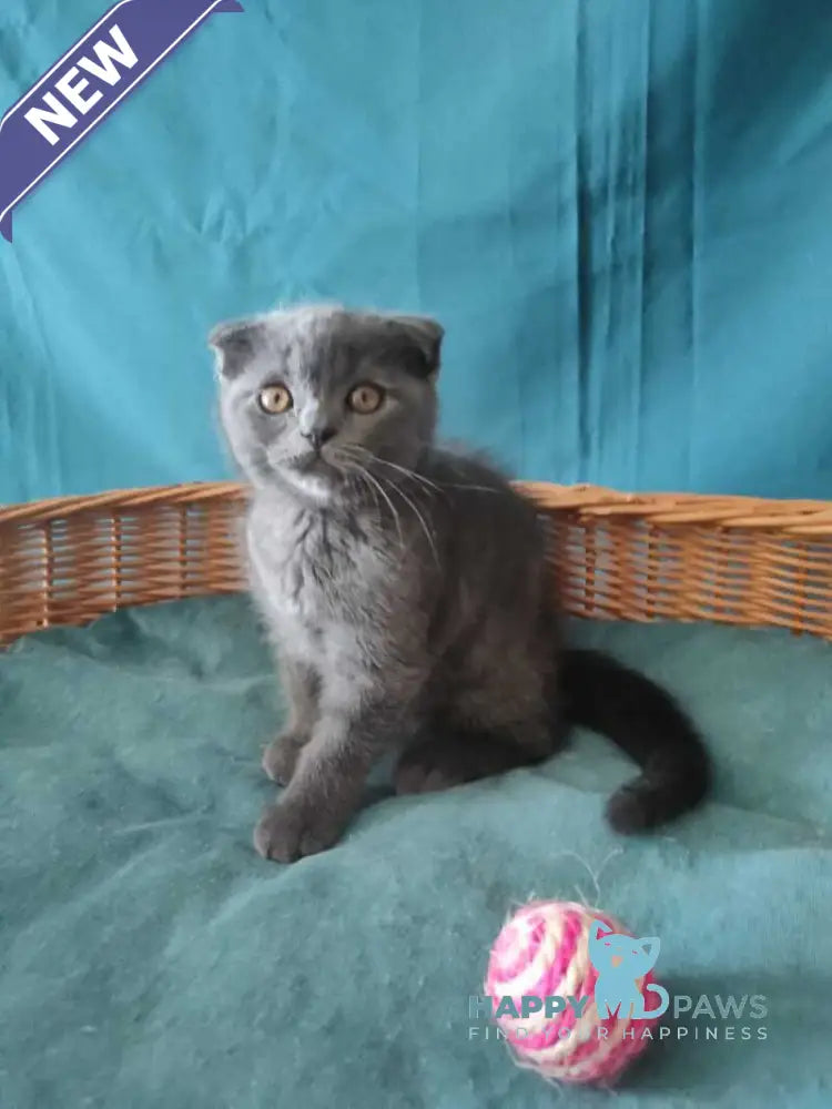 Ralf Scottish Fold male blue live animals