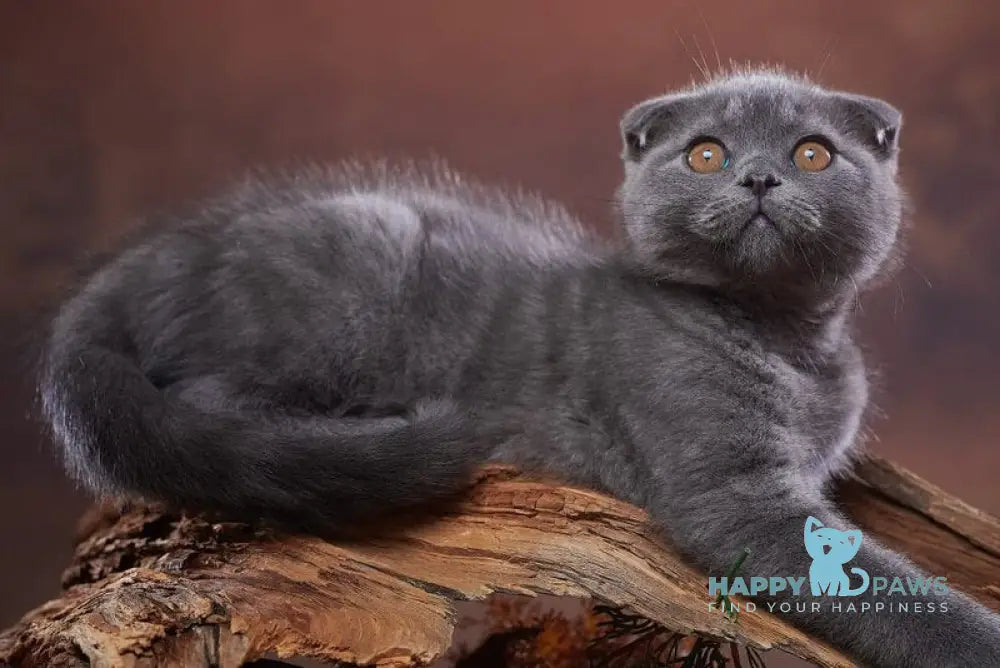 Ralf Scottish Fold male blue live animals