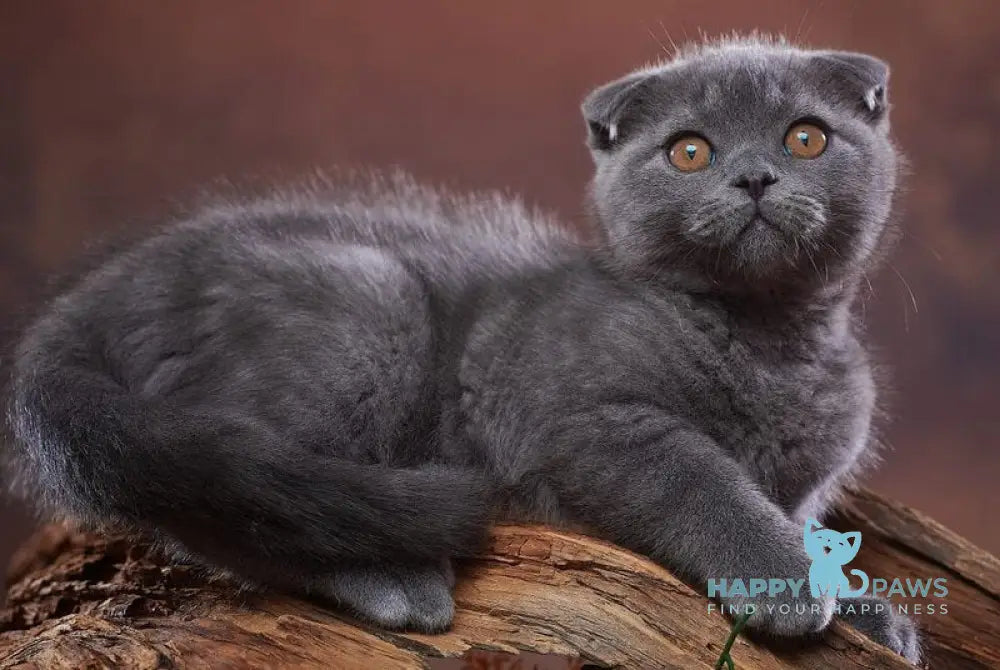 Ralf Scottish Fold male blue live animals