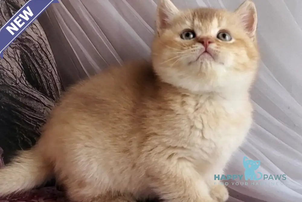 Ralph British Shorthair male cinnamon golden shaded - live animals