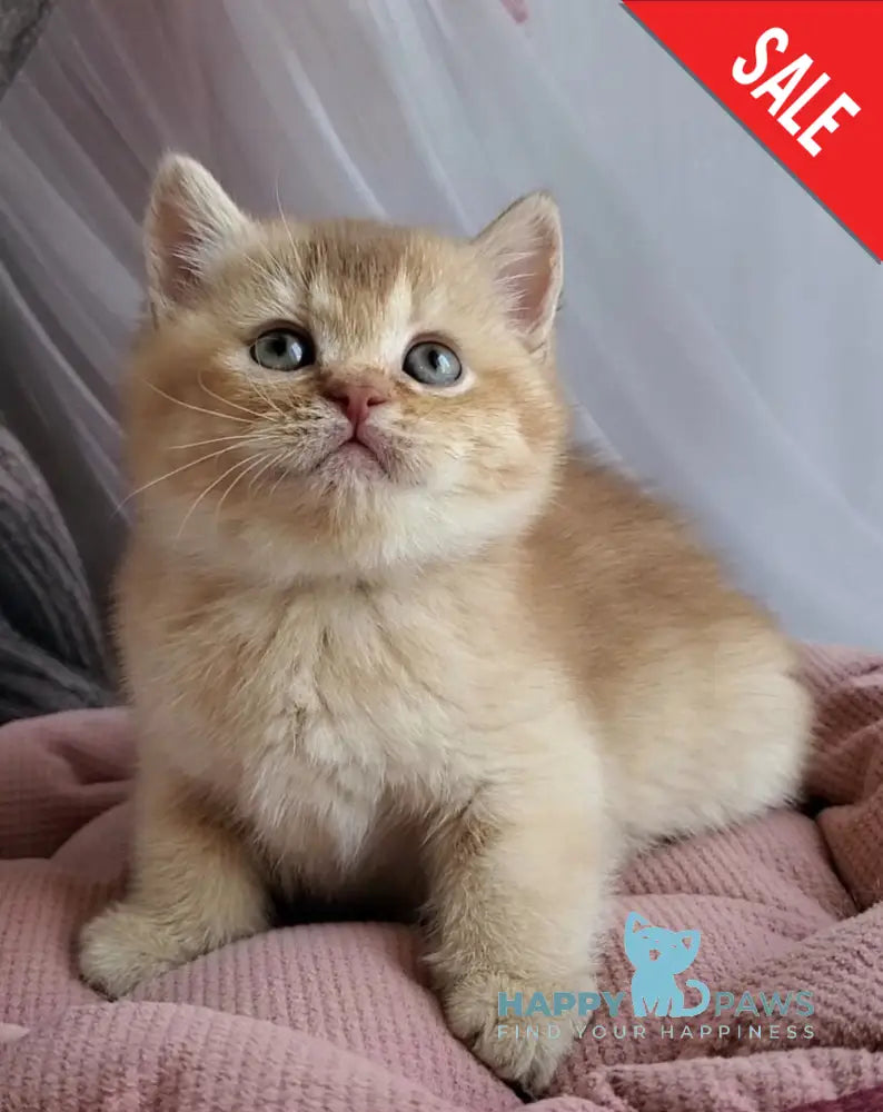 Ralph British Shorthair male cinnamon golden shaded - live animals