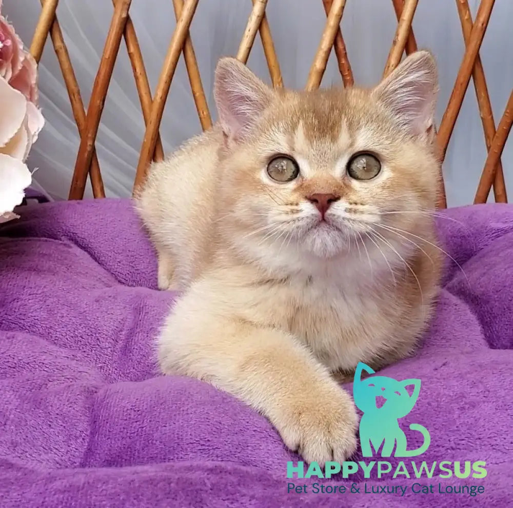 Ralph British Shorthair male cinnamon golden shaded - live animals