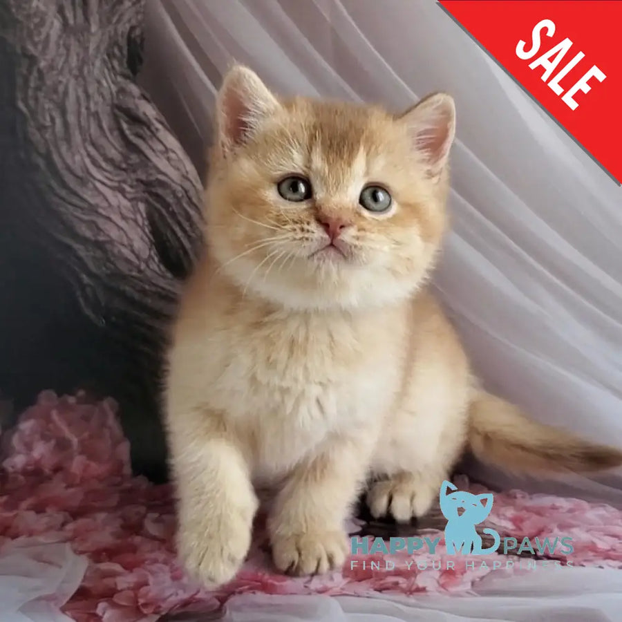Ralph British Shorthair male cinnamon golden shaded - live animals