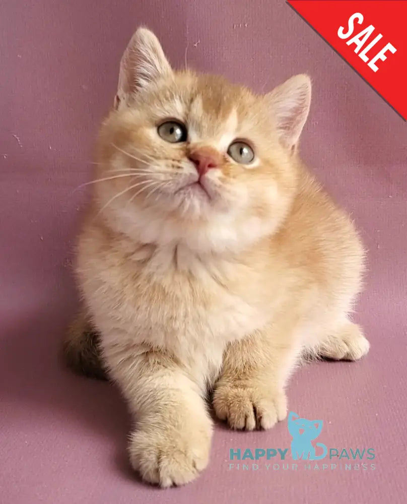 Ralph British Shorthair male cinnamon golden shaded - live animals
