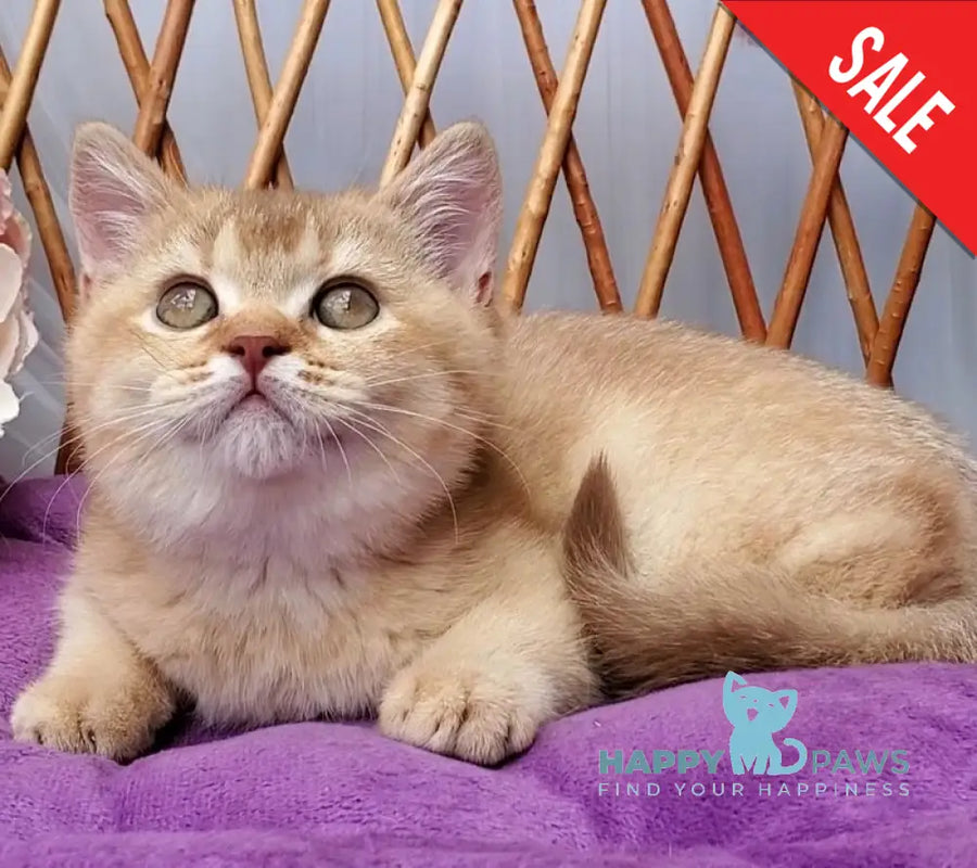 Ralph British Shorthair male cinnamon golden shaded - live animals