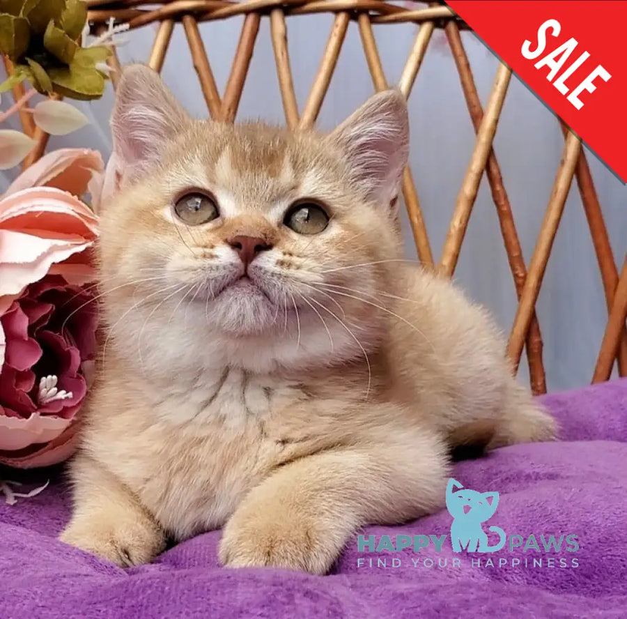 Ralph British Shorthair male cinnamon golden shaded - live animals