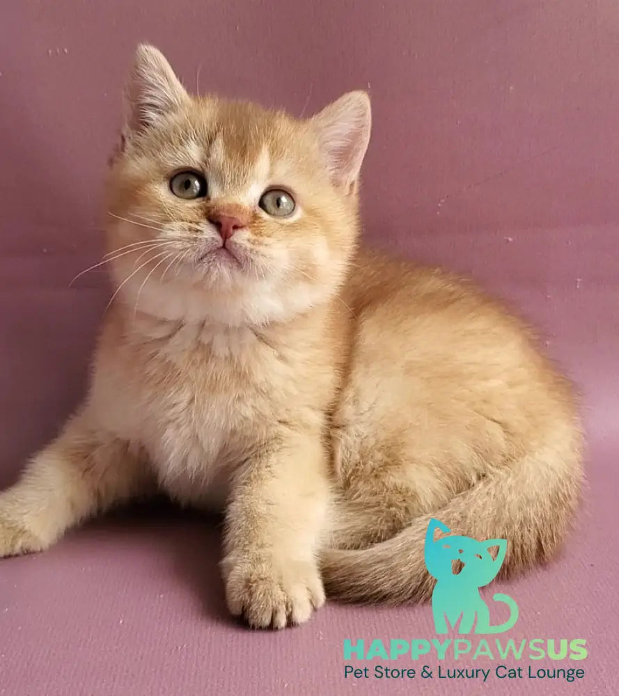 Ralph British Shorthair male cinnamon golden shaded - live animals