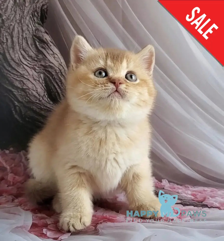 Ralph British Shorthair male cinnamon golden shaded - live animals