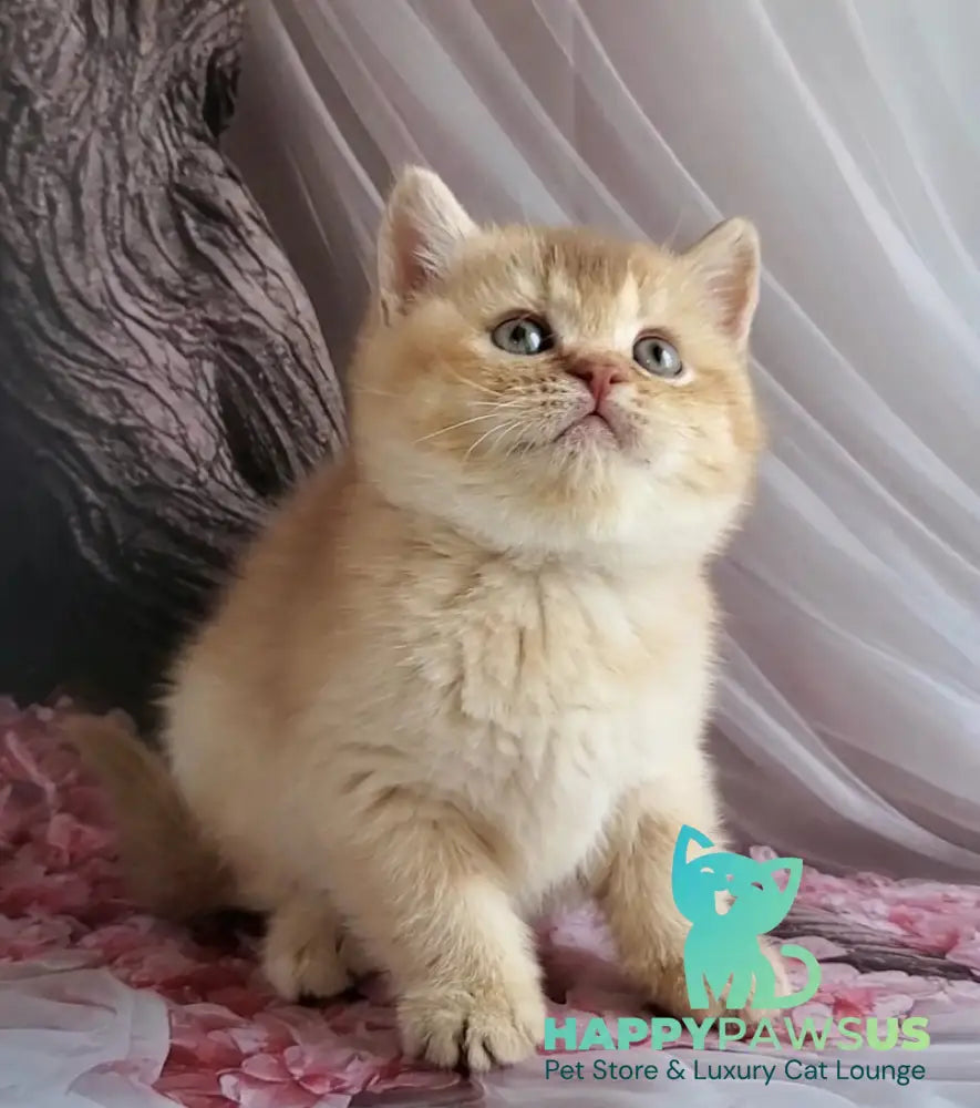 Ralph British Shorthair male cinnamon golden shaded - live animals