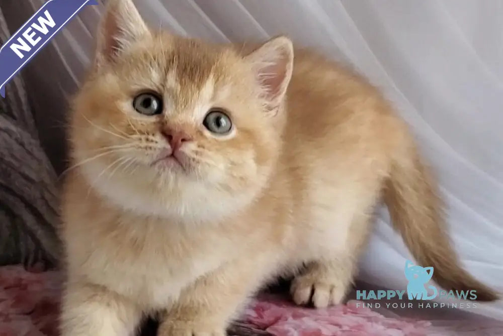 Ralph British Shorthair male cinnamon golden shaded - live animals