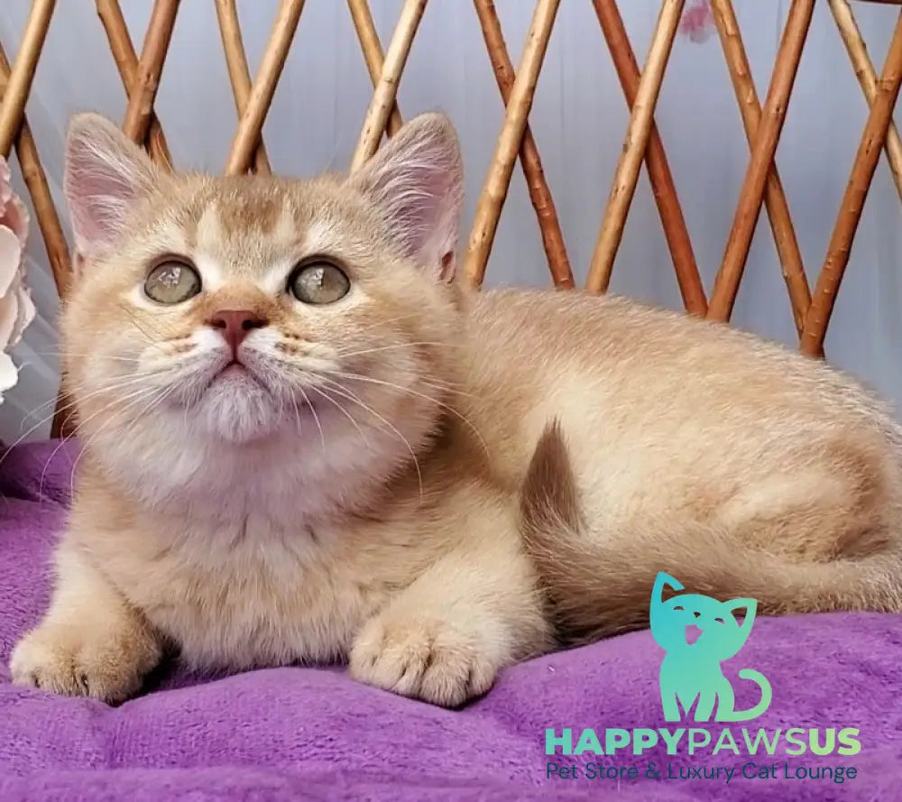 Ralph British Shorthair male cinnamon golden shaded - live animals