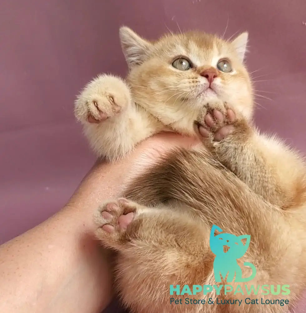 Ralph British Shorthair male cinnamon golden shaded - live animals