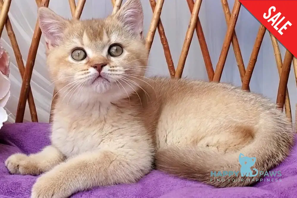 Ralph British Shorthair male cinnamon golden shaded - live animals