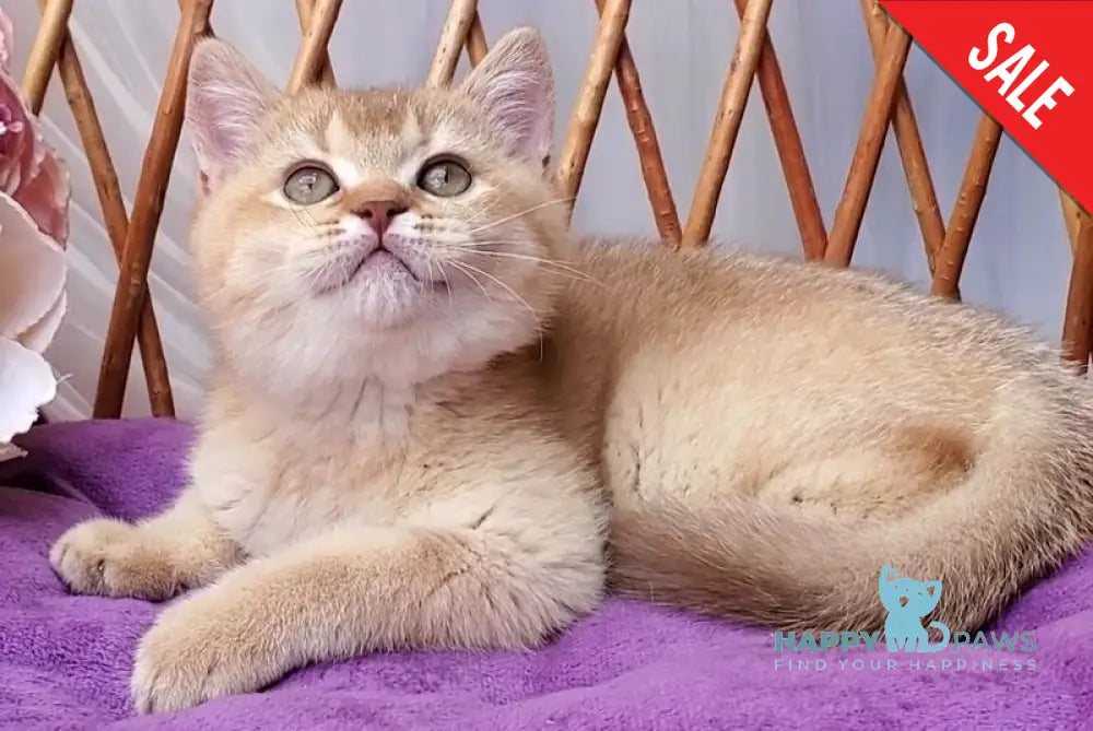 Ralph British Shorthair male cinnamon golden shaded - live animals