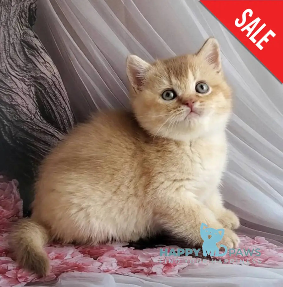 Ralph British Shorthair male cinnamon golden shaded - live animals
