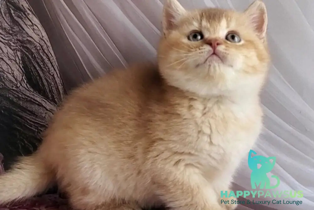Ralph British Shorthair male cinnamon golden shaded - live animals